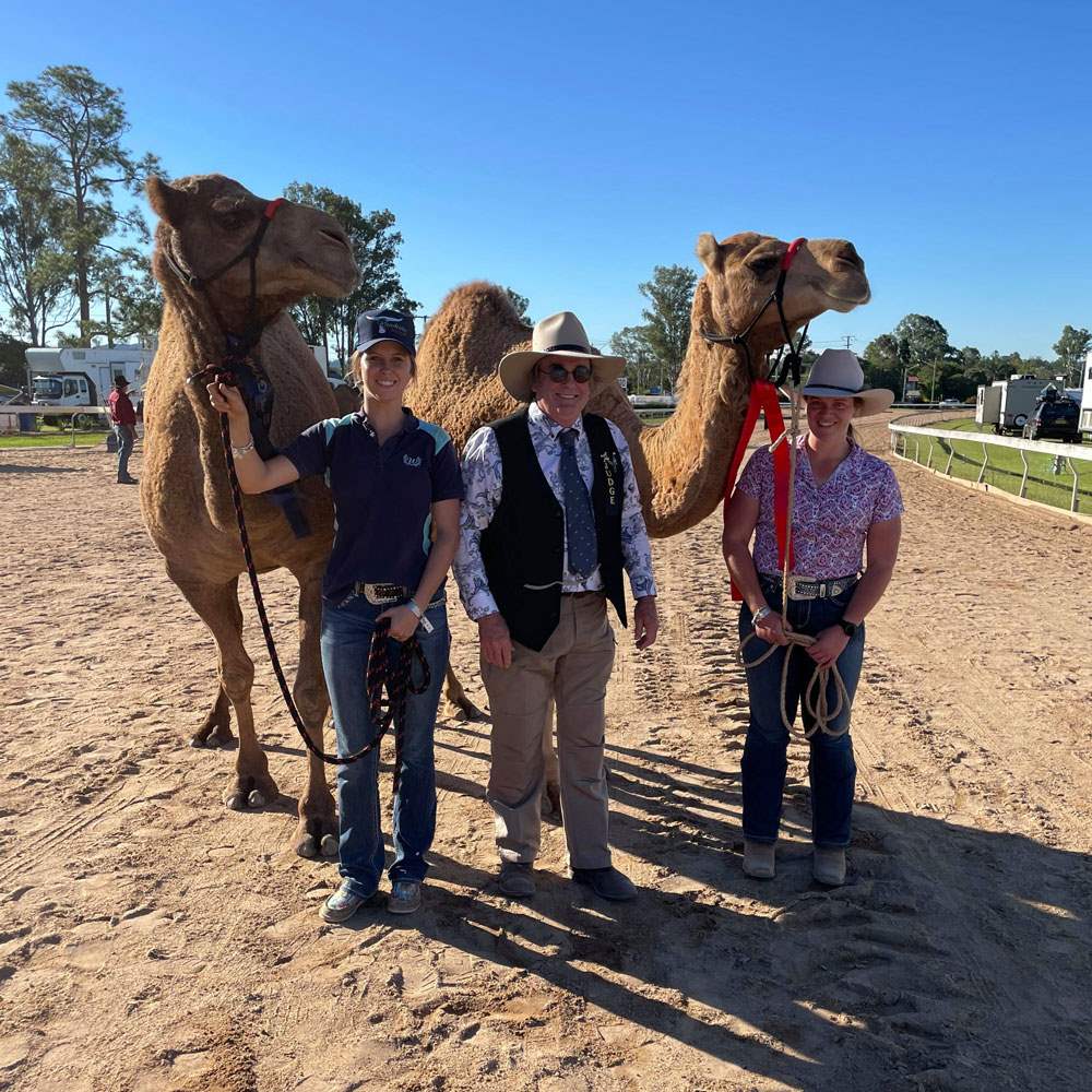 Camelot Camels Noosa Camel Rides Hire our friendly camels for an event festival or beach ride6