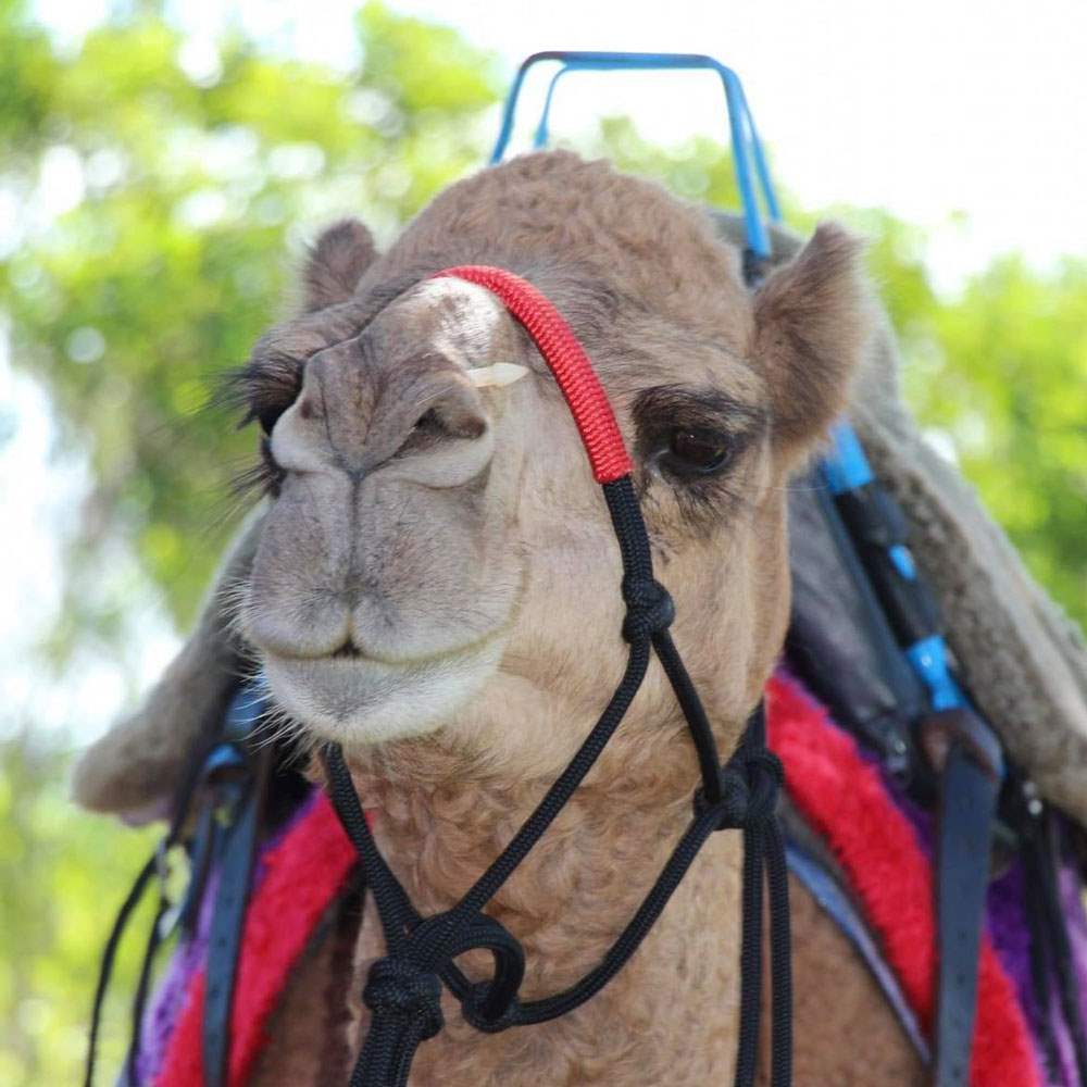Camelot Camels Noosa Camel Rides Hire our friendly camels for an event festival or beach rideAber Profile