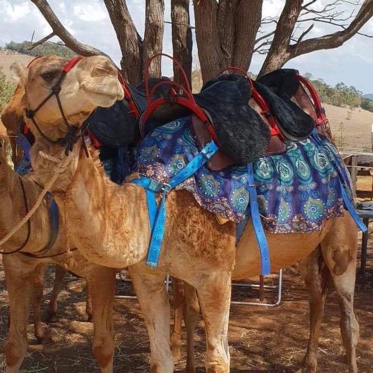 Camelot Camels Noosa Camel Rides Hire our friendly camels for an event festival or beach rideBethany