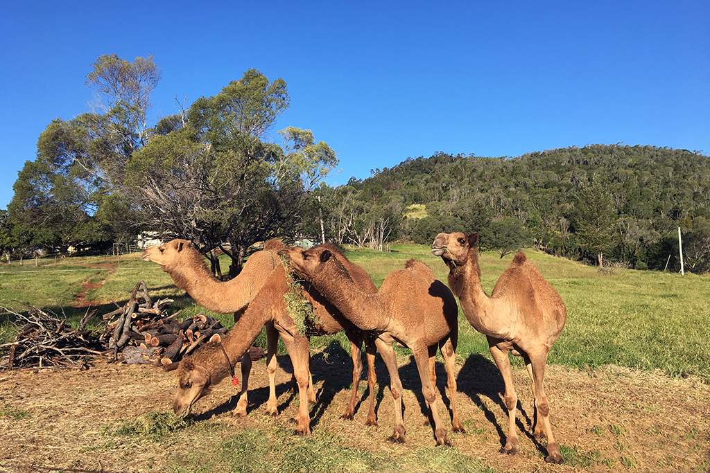 Camelot Camels Noosa Camel Rides Hire our friendly camels for an event festival or beach rideCamels Eating 2