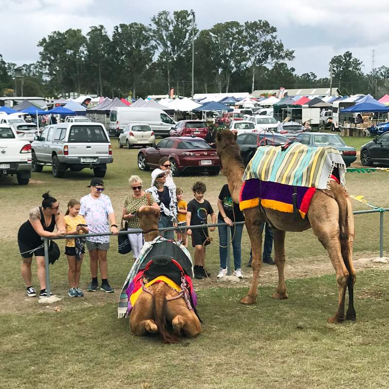 Camelot Camels Noosa Camel Rides Hire our friendly camels for an event festival or beach rideCamels at Gympie Showground Markets