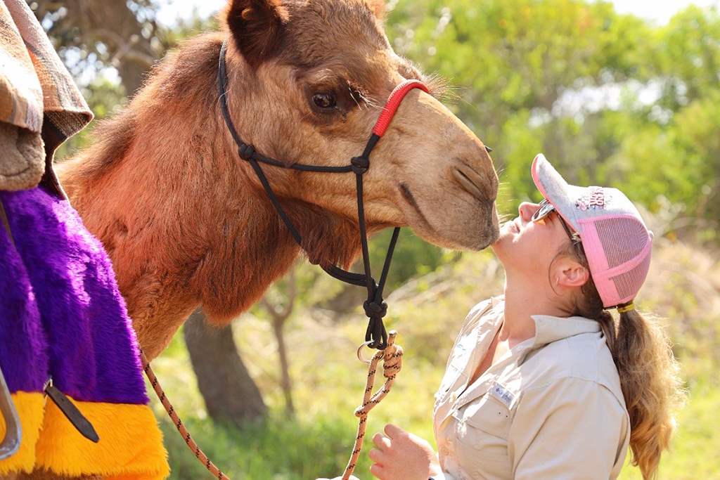 Camelot Camels Noosa Camel Rides Hire our friendly camels for an event festival or beach rideEllie and Darkstar