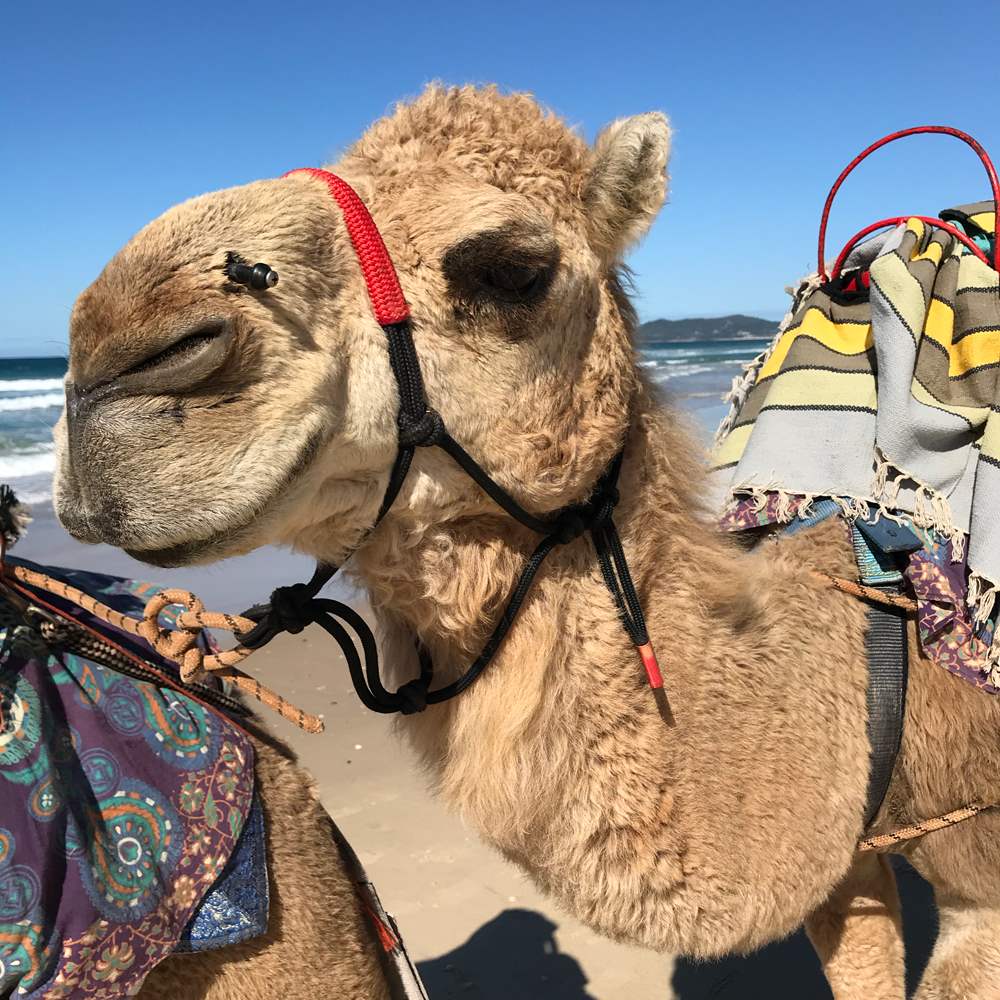 Camelot Camels Noosa Camel Rides Hire our friendly camels for an event festival or beach rideFlynn 3