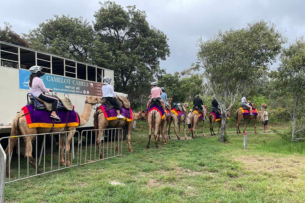 Camelot Camels Noosa Camel Rides Hire our friendly camels for an event festival or beach rideGetting ready for the ride