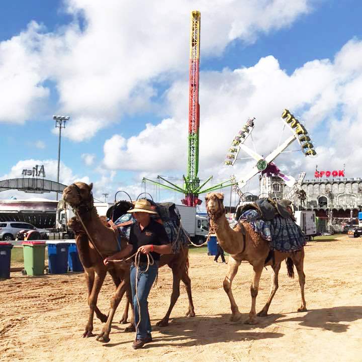 Camelot Camels Noosa Camel Rides Hire our friendly camels for an event festival or beach rideGympie Agriculture Show