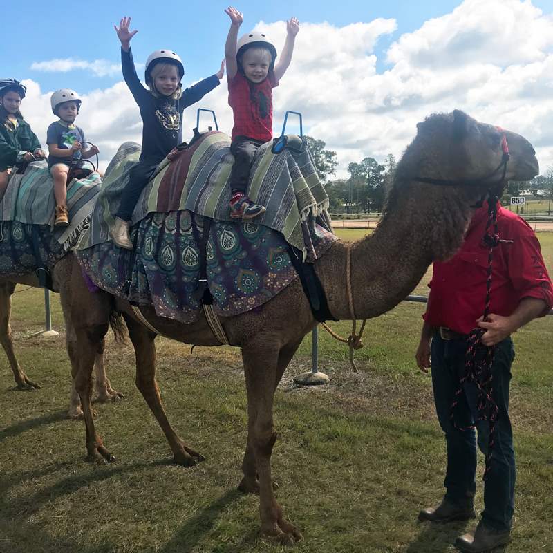 Camelot Camels Noosa Camel Rides Hire our friendly camels for an event festival or beach rideGympie District Show