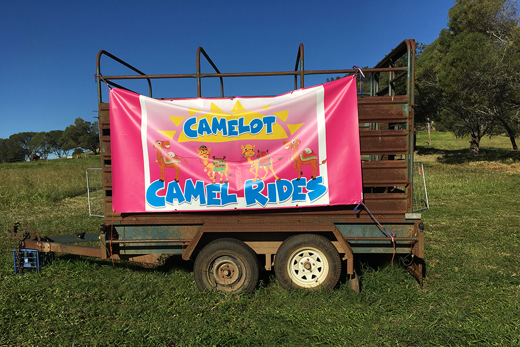 Camelot Camels Noosa Camel Rides Hire our friendly camels for an event festival or beach rideIMG 5854