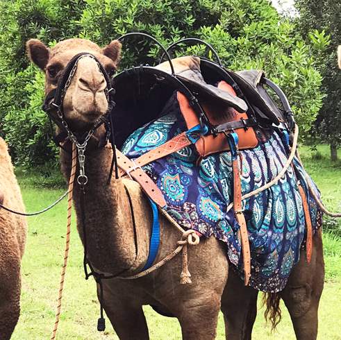 Camelot Camels Noosa Camel Rides Hire our friendly camels for an event festival or beach rideMorgaine