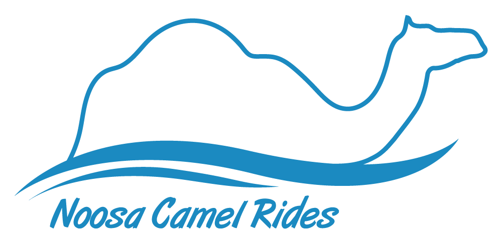 Camelot Camels Noosa Camel Rides Hire our friendly camels for an event festival or beach rideNCR Logo TR