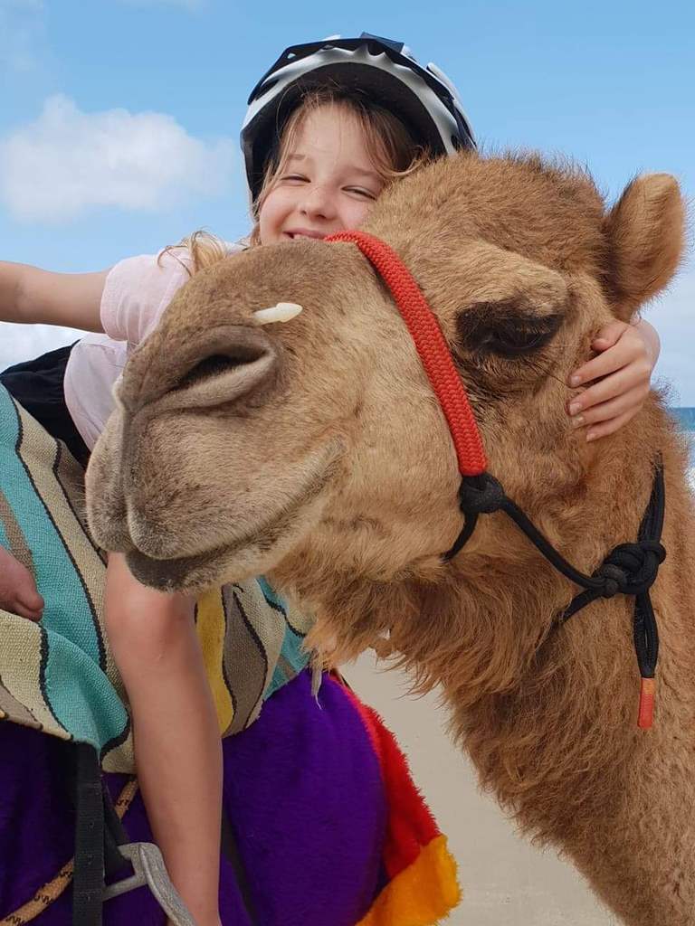 Camelot Camels Noosa Camel Rides Hire our friendly camels for an event festival or beach rideSnuggles