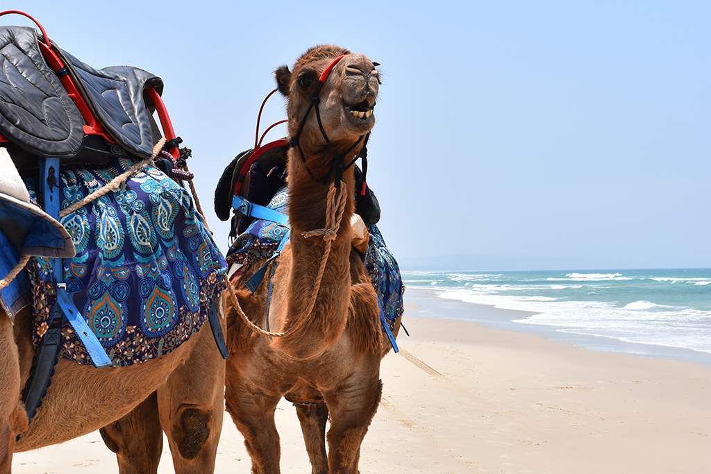 Camelot Camels Noosa Camel Rides Hire our friendly camels for an event festival or beach rideStar