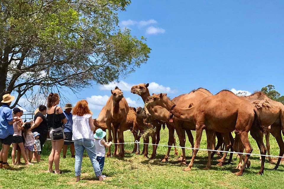 Camelot Camels Noosa Camel Rides Hire our friendly camels for an event festival or beach rideSunday at Camelot