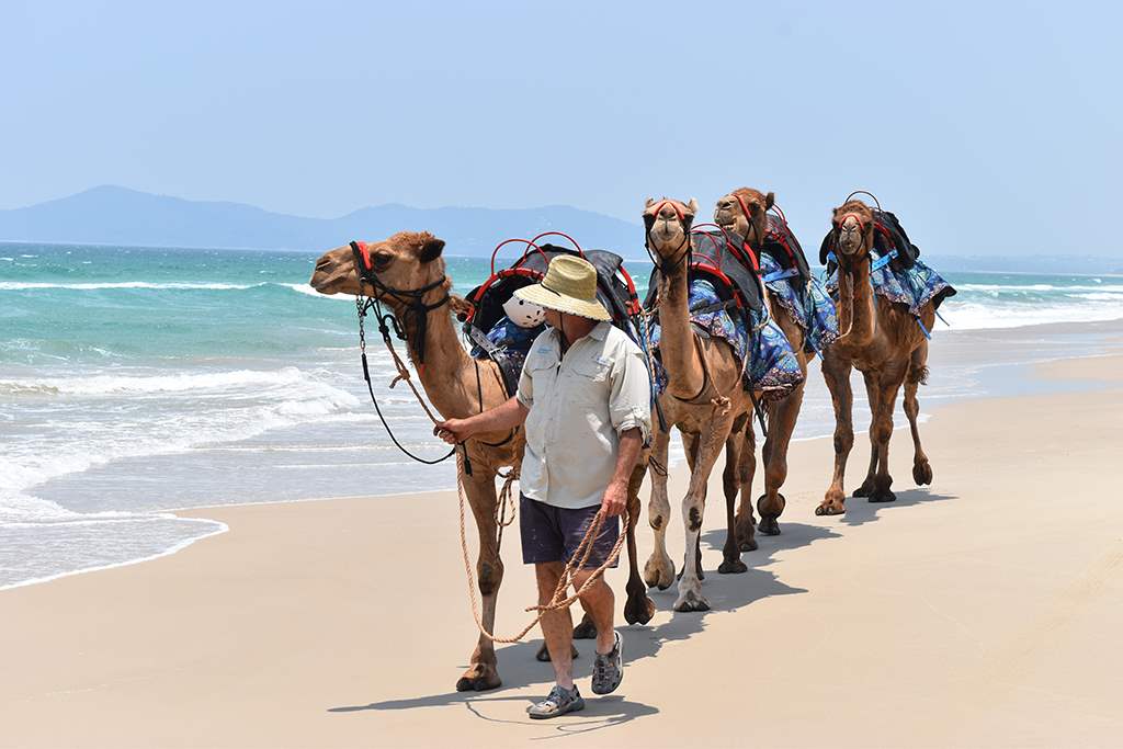 Camelot Camels Noosa Camel Rides Hire our friendly camels for an event festival or beach rideWayne leading the kids