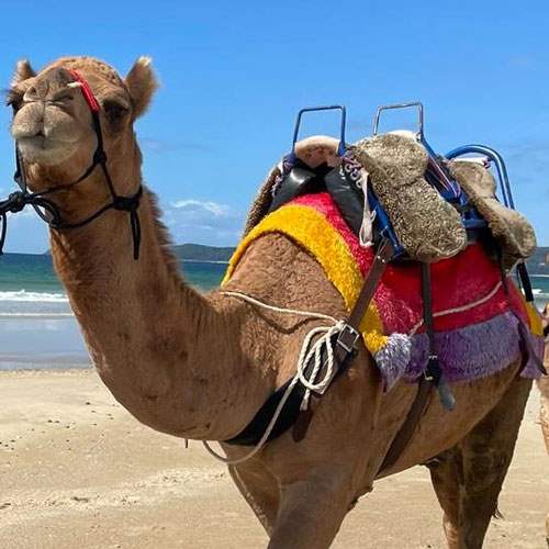 Camelot Camels Noosa Camel Rides Hire our friendly camels for an event festival or beach rideYusoff Profile