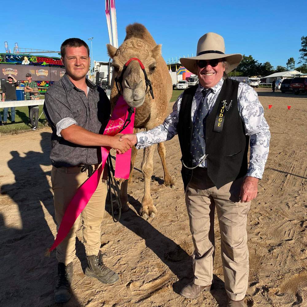 Camelot Camels Noosa Camel Rides Hire our friendly camels for an event festival or beach ridechampion