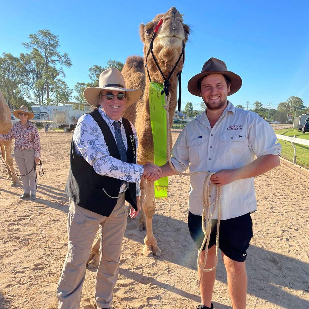 Camelot Camels Noosa Camel Rides Hire our friendly camels for an event festival or beach ridereserve champion